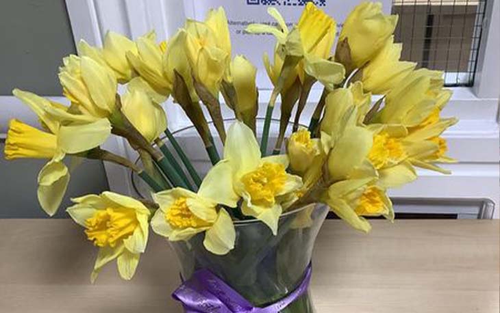 Daffodils in a vase with a purple bow around it